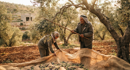 Farmers hand-harvesting ripe olives in a sun-drenched Salfit grove.