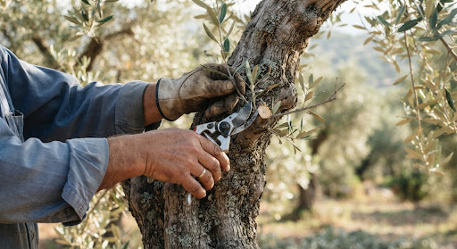 A farmer's hands pruning an old olive branch.