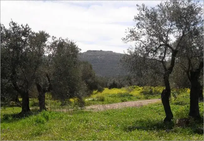 Olive groves framing the hills of Salfit, where cooperative members meet to plan the season.