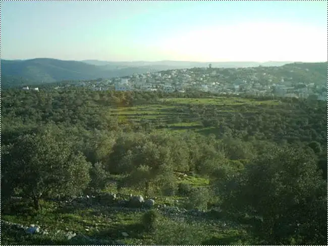 The town of Salfit seen from its surrounding olive groves.