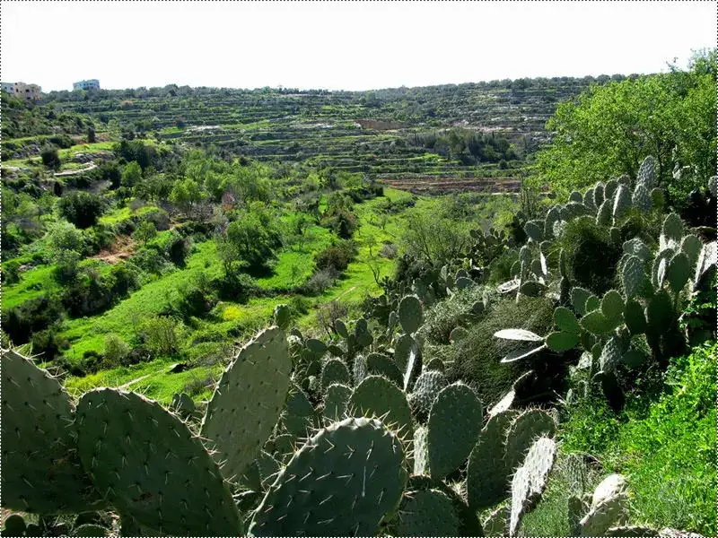 Prickly pear cactus overlooking the terraced valleys of Salfit.