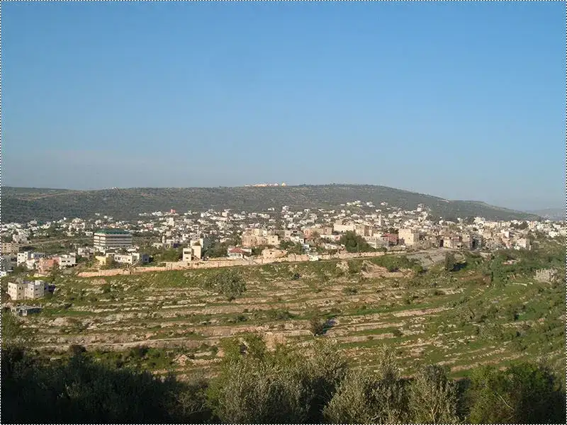 Terraced olive groves overlooking the town of Salfit, Palestine.