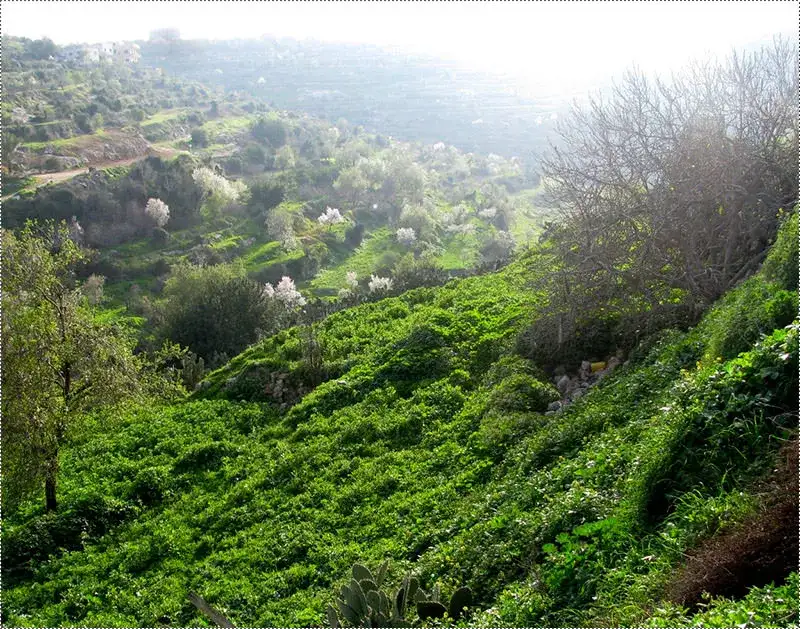 A lush green valley in Salfit in early spring.